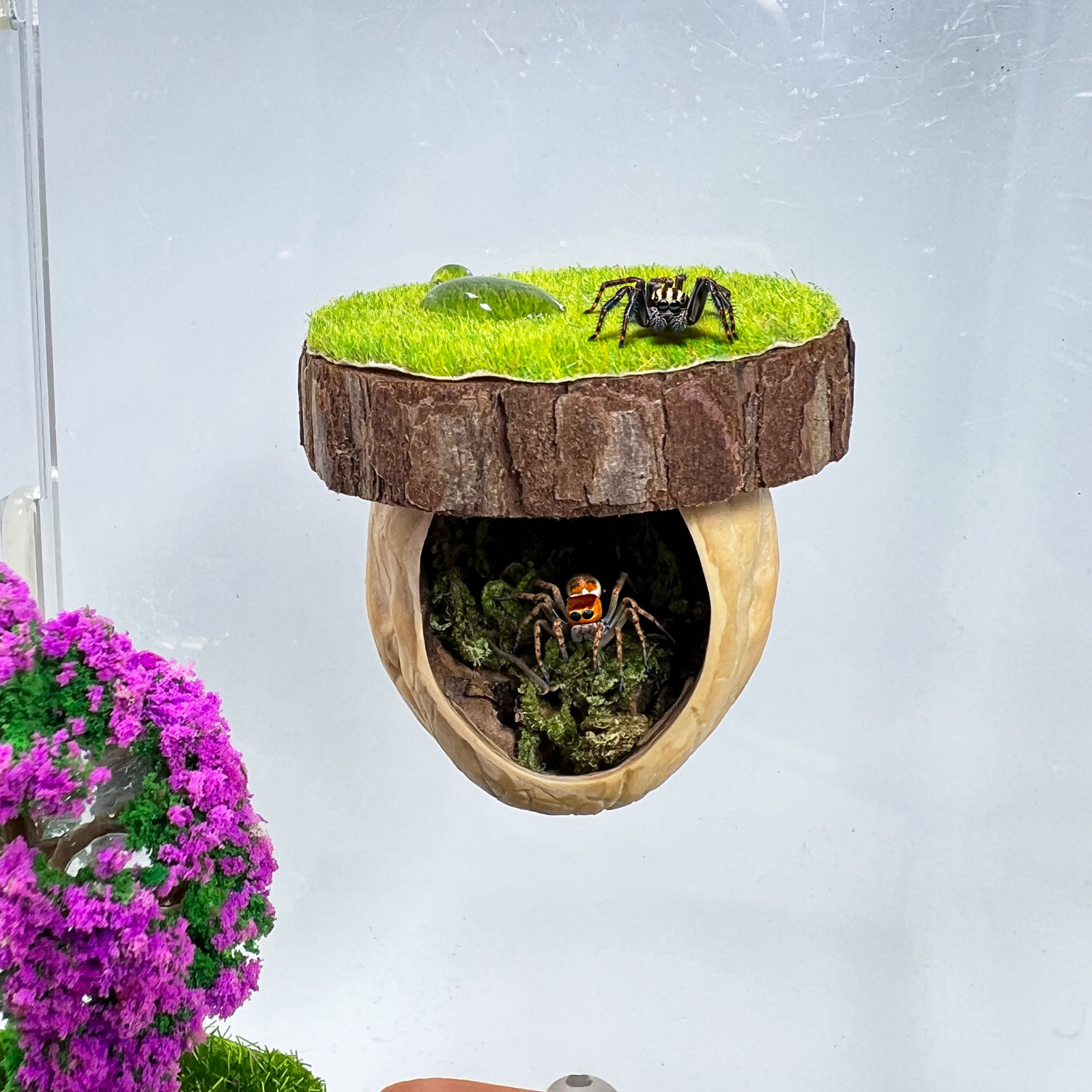 Amazon.com : Jumping Spider Hideout - Magnetic Hiding Habitat