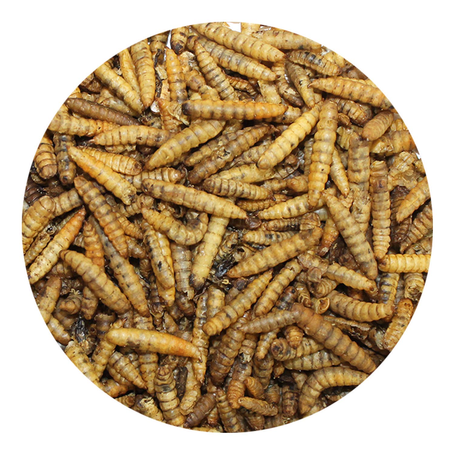 Buy Black Soldier Fly Larvae All Natural 50x Calcium Than Mealworms Online at desertcart