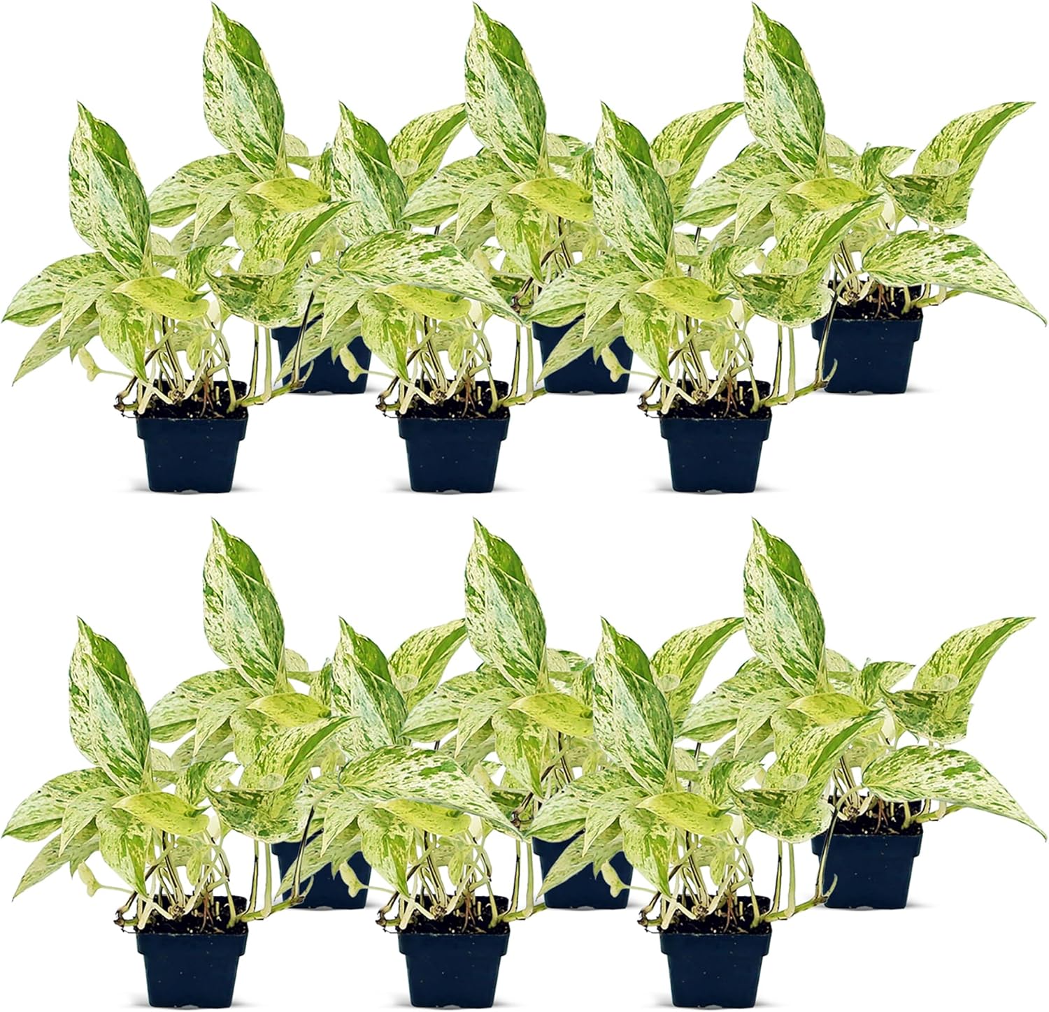 12 Pack Live Marble Queen Pothos, Indoor Potted Houseplant, Housewarming Gift for The First Home, Variegated Plant, Plant Mom Dad Gift, Sympathy Gift, Thank You Gift in 3" Pot