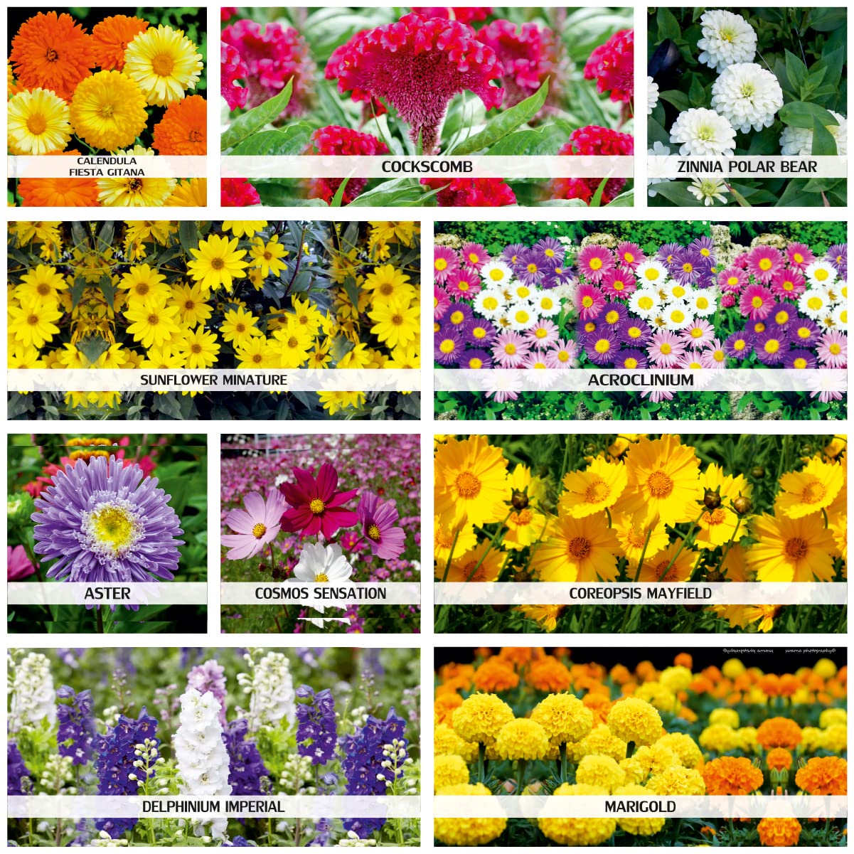ONLY FOR ORGANIC 10 Variety Of Flower Seeds Combo Pack With Instruction Manual. (B0BQBGYDPM) Amazon Price History, Amazon Price Tracker