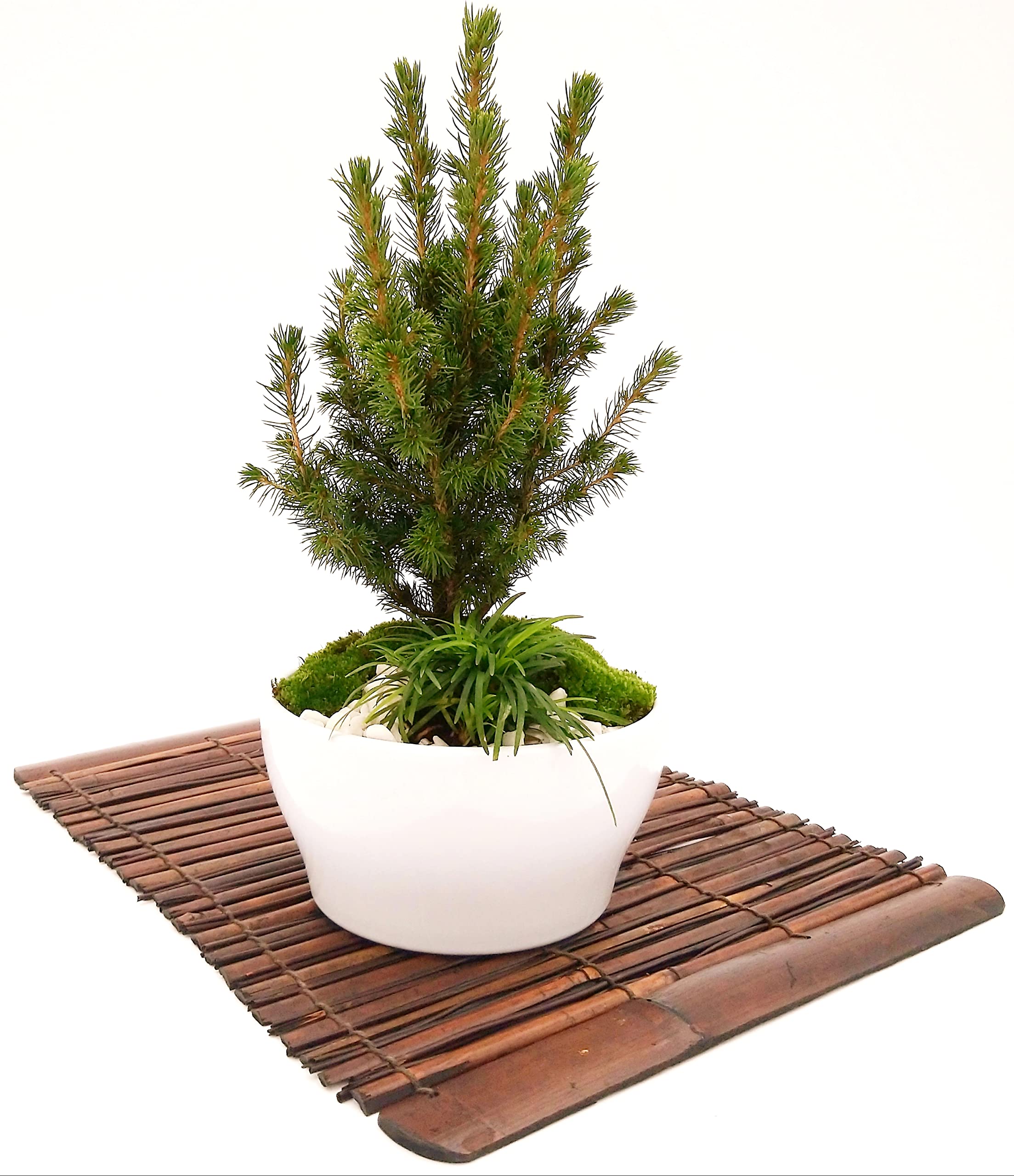 POWERS TO FLOWERS - ABETE BONSAI IN CIOTOLA CERAMICA BASSA, CON OPHIOPOGON, MUSCHIO E DECORAZIONI, CONIFERA BONSAI, CIPRESSO, CORREDATO CON STUOIA IN LEGNO, piante vere