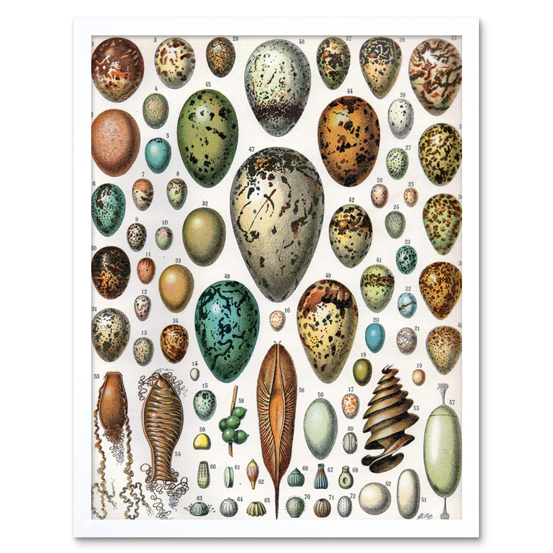 Artery8 Millot Encyclopedia Page Variety Eggs Ova Art Print Framed Poster Wall Decor 12x16 inch