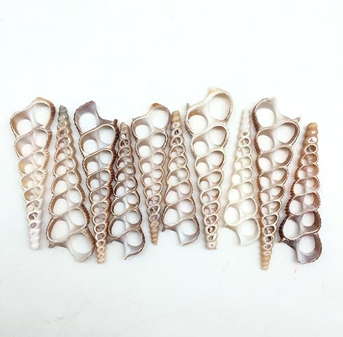 Miniatura 8 de PEPPERLONELY 30 unidades de conchas marinas mixtas de corte central de grado B, 1-14 pulgadas  3 pulgadas