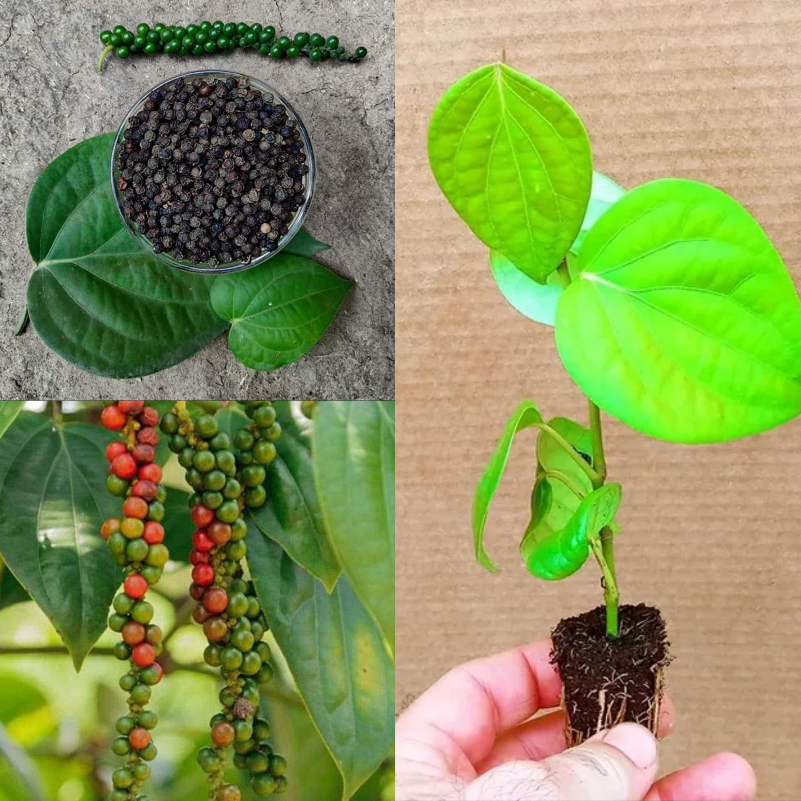 Golden Bloom Black Pepper/Kurumulaku (Piper nigrum) Fruit Medicinal Live Plant (Home & Garden) Black Pepper (Home & Garden) (B0D87SGZLV) Amazon Price History, Amazon Price Tracker