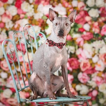ADOGGYGO Floral Dog Collar with Bow, Metal Buckle, Adjustable Red Rose Floral Bowtie Collars for Extra Small Dogs (X-Small)