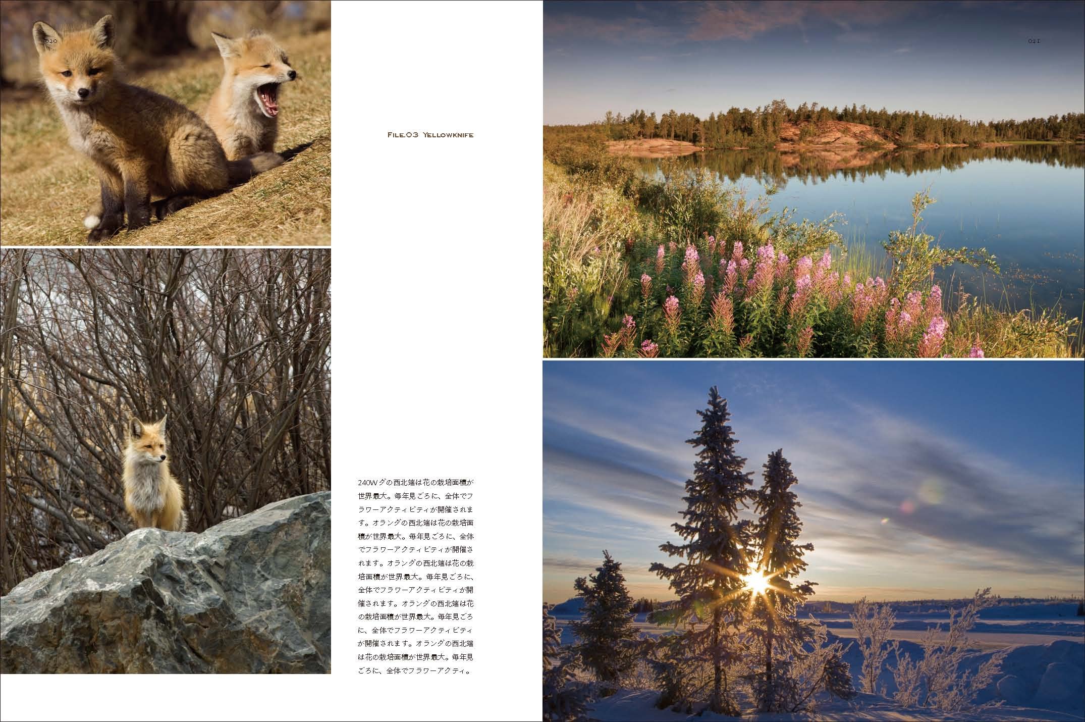 世界で一番美しい森への旅 配送料無料