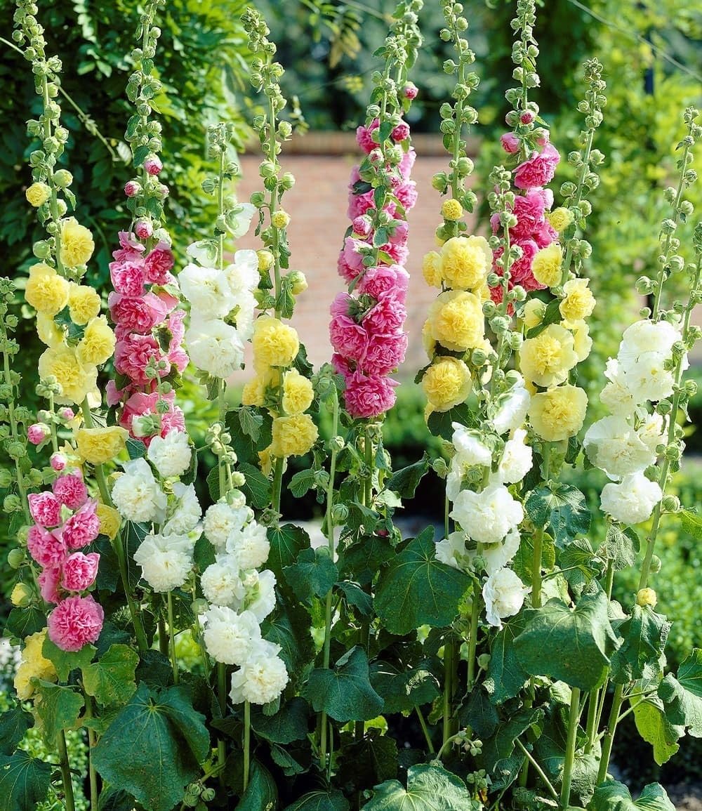 BALDUR Garten 3er Stockrosen-Malven-Mischung, Pflanzen im 9x9 cm-Topf, Alcea rosea 'Pleniflora', Gefüllt blühende Garten Stockrose, winterharte Staude, mehrjährig, Wasserbedarf gering, blühend