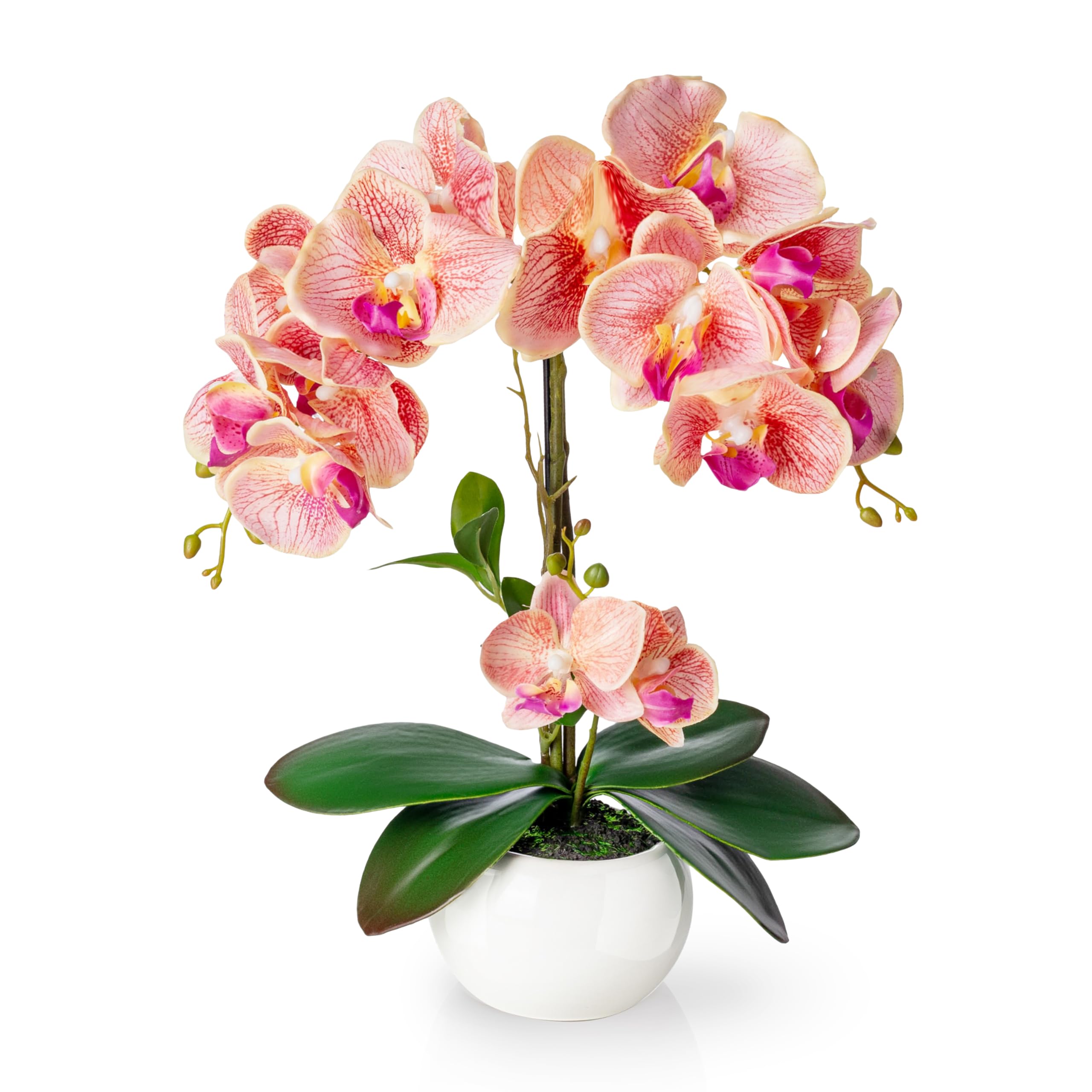 Amazon.de: PASCH Orchideen knstlich in Hochglanz-Keramiktopf (40cm) |  Kunstblumen im Topf | Kunstblumen wie echt | knstliche Orchideen im Topf |  knstliche Blumen im Topf | Kunstblume Orchidee