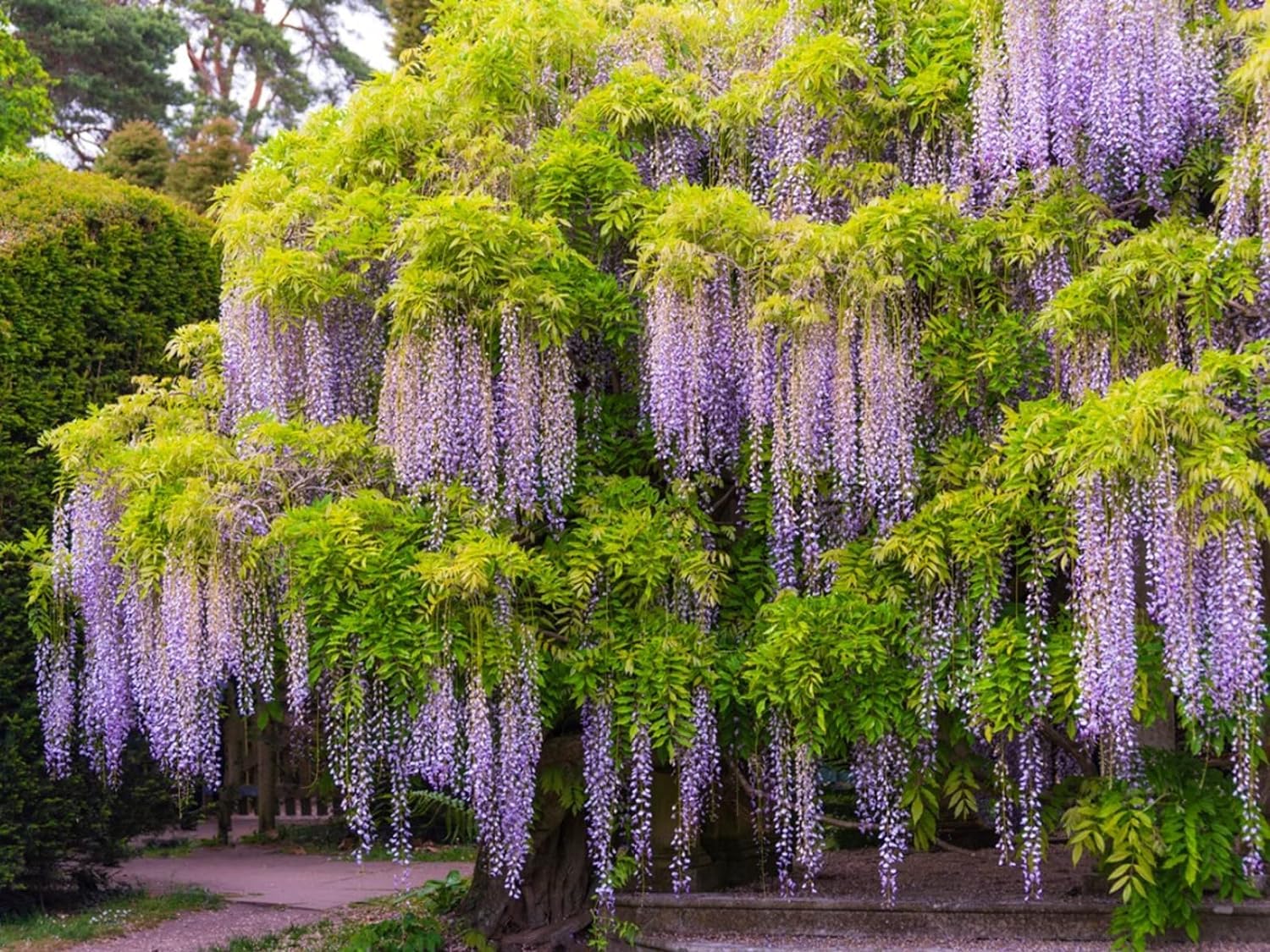 50+ Seeds- All Seasons Purple Wisteria Climbing Flowering Tree Seeds For Home Garden (B0D4QXXTR2) Amazon Price History, Amazon Price Tracker