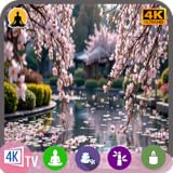 桜ガーデンTV：4Kで見る日本の桜