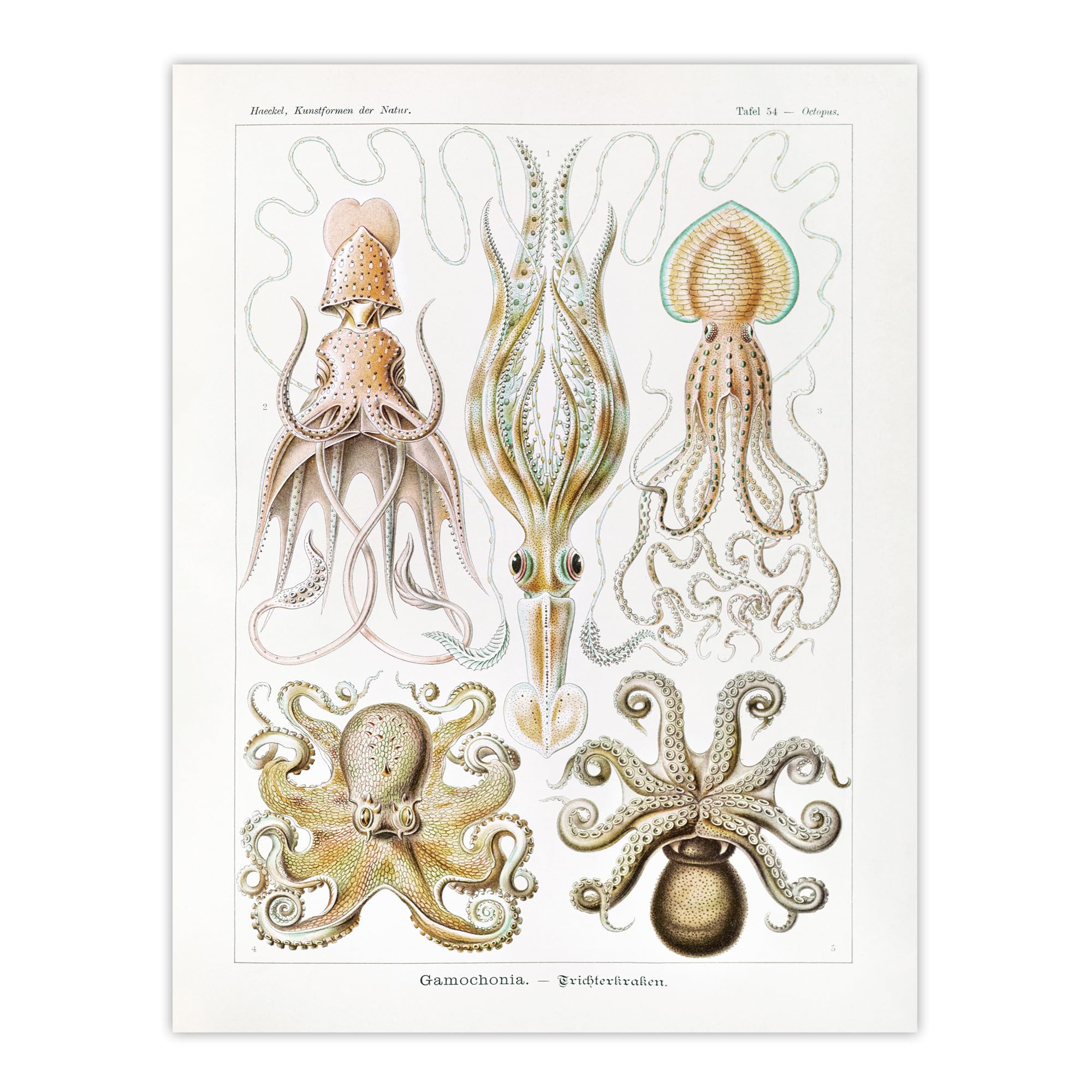 Artery8 Squid and Octopus Vintage s Large Wall Art Poster Print 18X24 Inch Artwork By Haeckel : Sea Creatures Artwork Perfect For Hallway Or Study Featuring Form Colour And Ocean Fascination