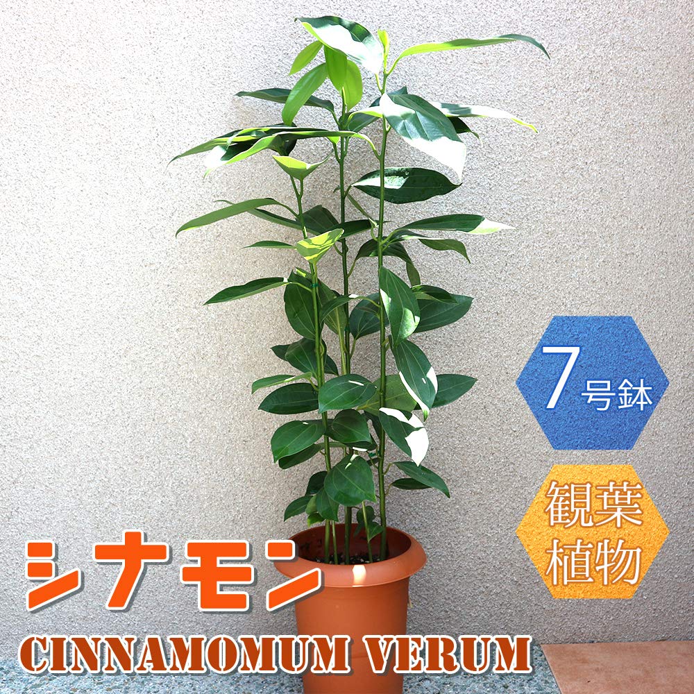 Amazon｜ITANSE シナモン セイロンニッケイ 7号 1個売り 観葉