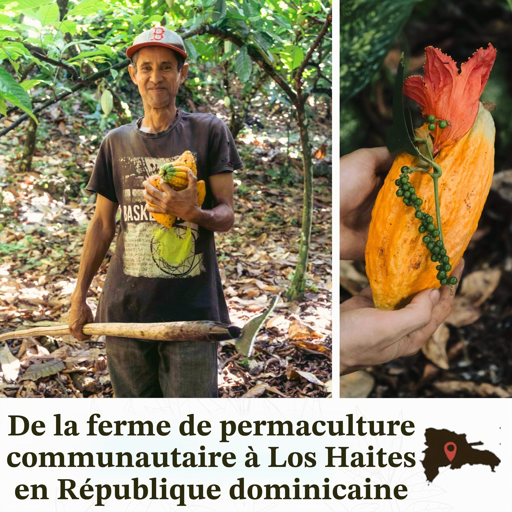 ALMARTE Cacao de cérémonie 250 g | 100 % brut et pur République dominicaine | Médecine ouvrante du cœur | Single Origin Bio | Ferme régénérative | Énergie théobromine | Substitut de café