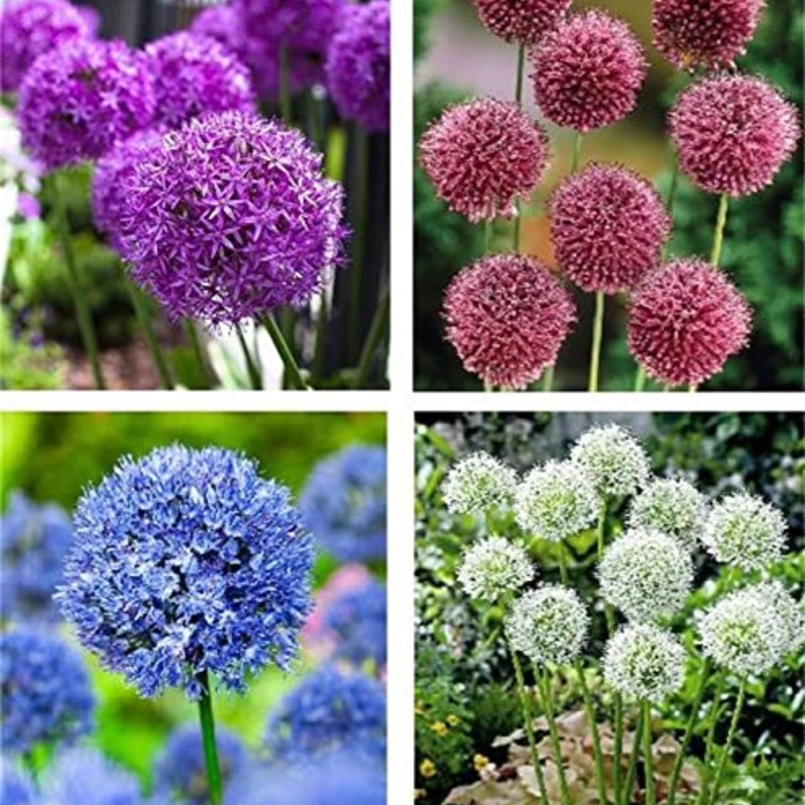 Stunning Allium Bulbs Mix for Planting Now UK/Cut Flowers/Greening Flower/Strong Plants That Grow Well/Natural Organic/Eye-Catching,Wedding Flowers.-15bulbs-G