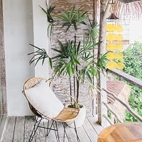 Vista 3 de GLEAVI Cowrie Shells 100pcs Round Shells Pieces Round Natural Capiz with 2 Hole, Polished Slice Accessory Capiz Pearl Coin Beads Charms for Jewelry