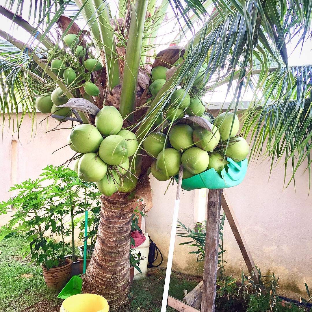 Greenursery Coconut Fruit Plant - Dwarf Rare 18th PATTA Kerala Coconut Tree Fruit Plant 1 Healthy Plant Live with Black Plastic Pot (B0CRH7Q6XL) Amazon Price History, Amazon Price Tracker