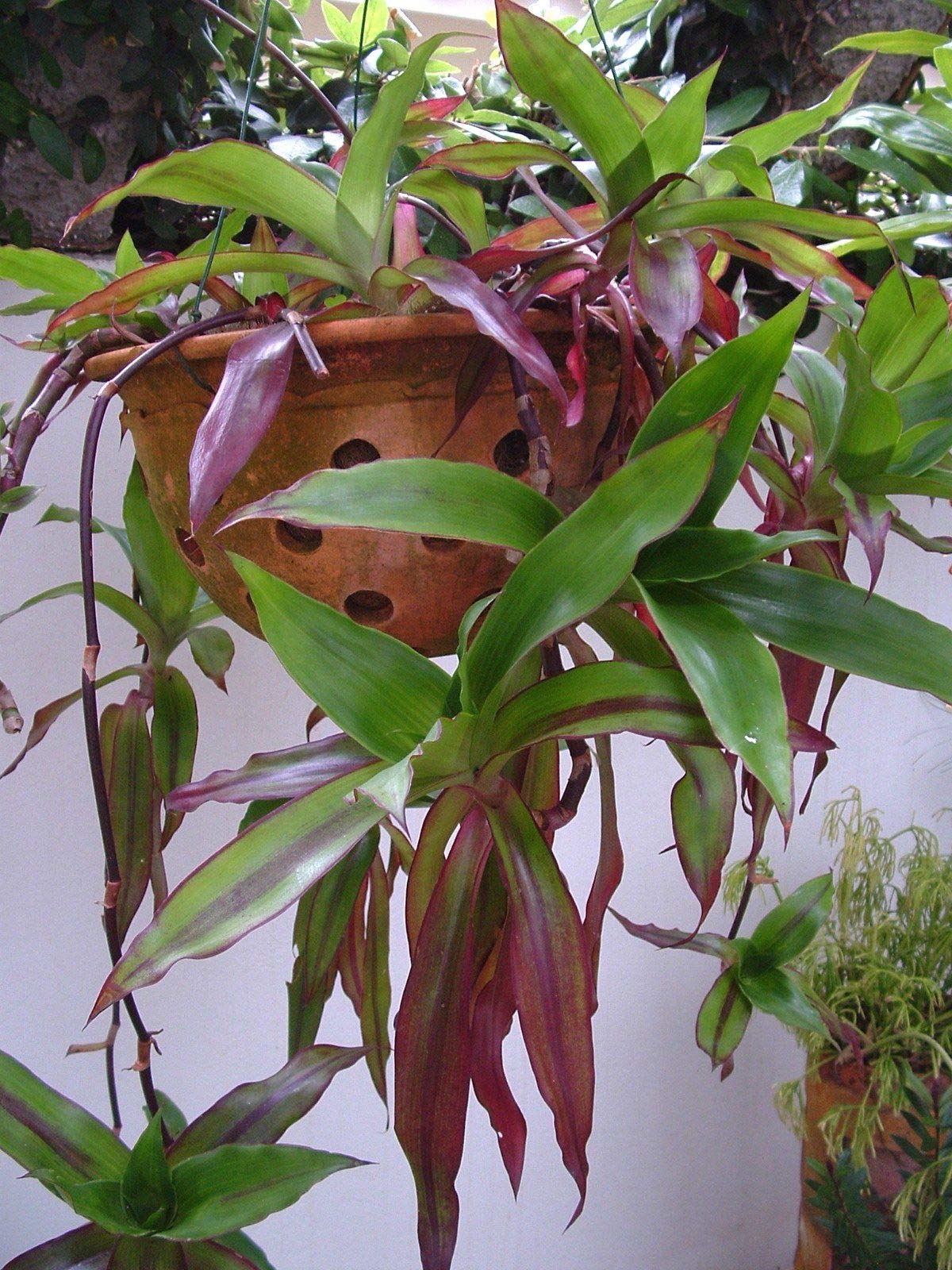 Portal Cool Callisia Fragrans - A Perfect Hanging Plant - Doctors Plant X4 Fresh Stem Plants