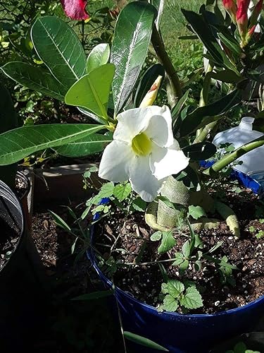Miniatura 5 de Rosa del desierto Rojo Adenium obesum Olla de 2"