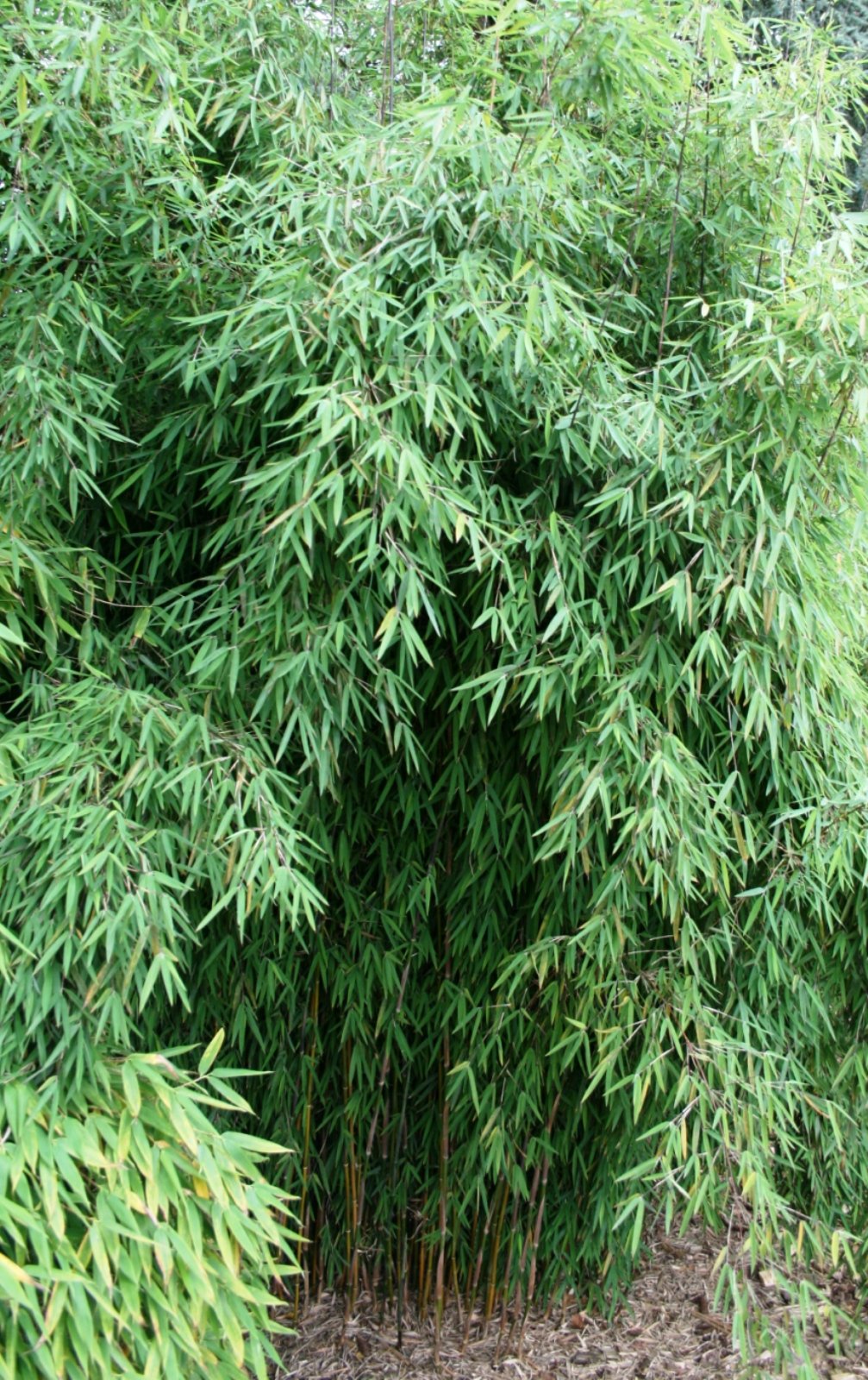 Roter-Bambus Fargesia jiuzhaigou winterhart und schnell-wachsend (60/80 cm  hoch) : Amazon.de: Garten