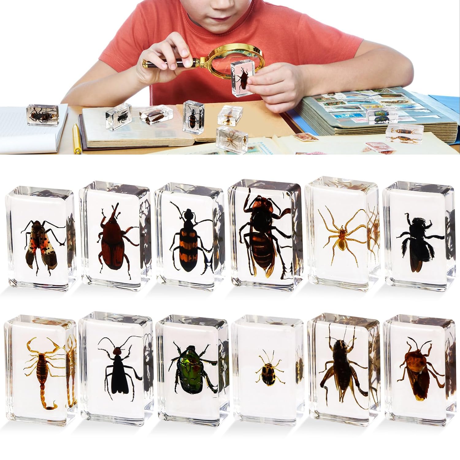 12 pcs Insect in Resin Specimen, Bugs Collection Paperweights Animal Specimen, Bug Preserved in Resin for Scientific Education