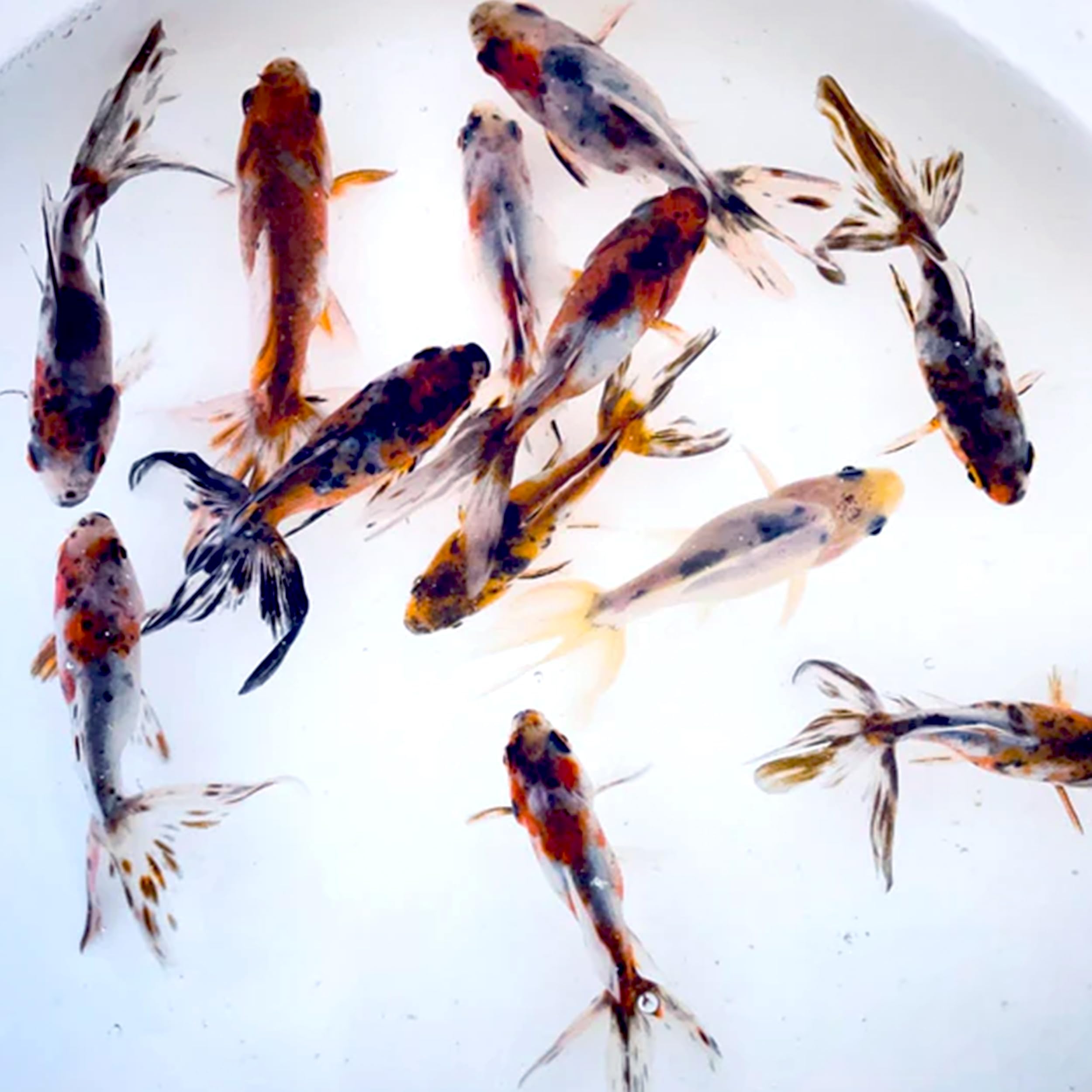 Toledo Goldfish Live Calico Blue Fantail Goldfish, Perfect for Stocking Ponds, Tanks, or Aquariums - 3-4 Inches, 10 Count