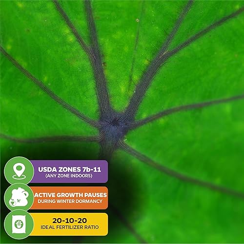 Miniatura 5 de Blue Hawaii - Planta viva de oreja de elefante - Alocasia - Planta de inicio Wellspring Gardens - Bulbos de alocasia raros - Planta tropical exótica