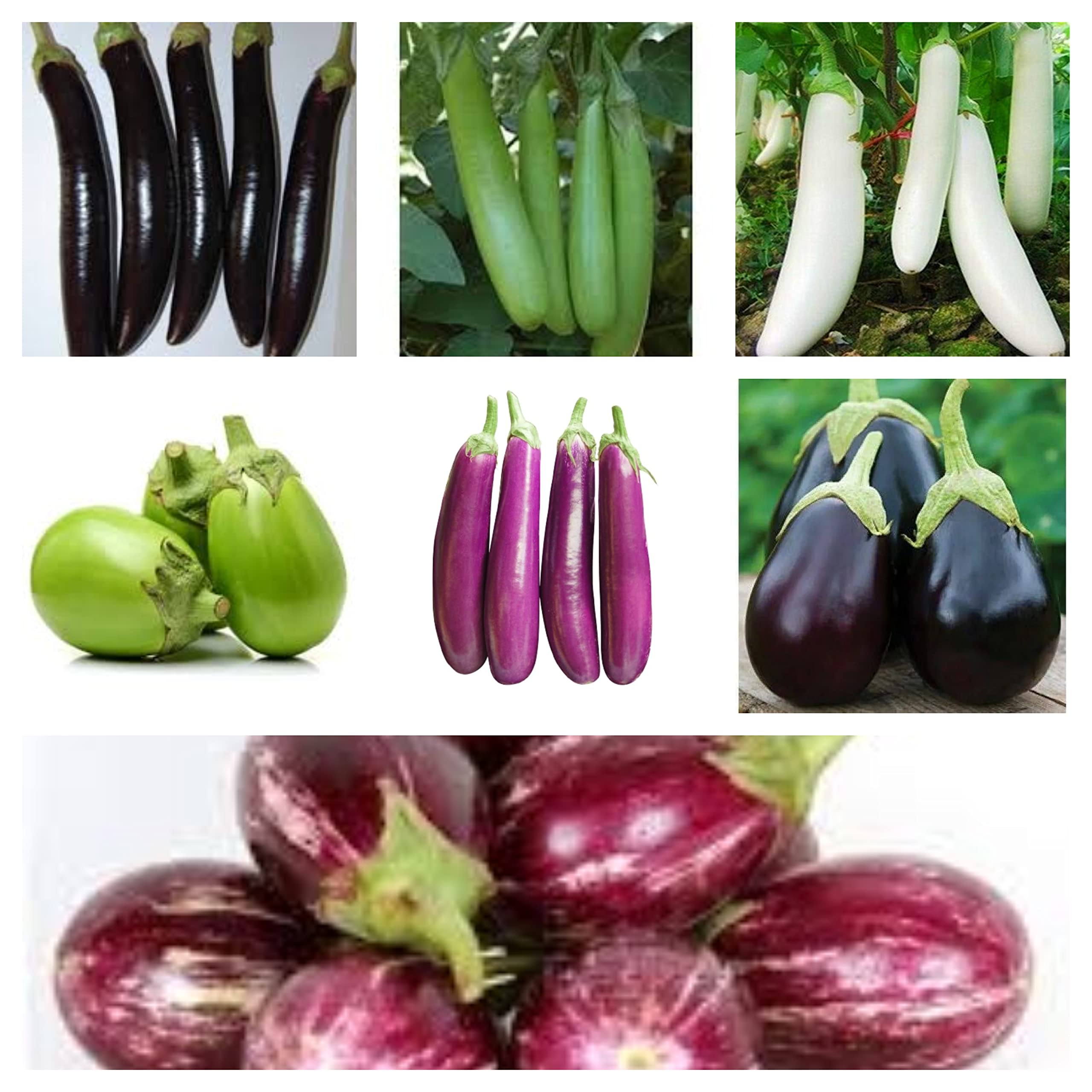 7 Brinjal Eggplant Seeds - Grow Your Own! -1