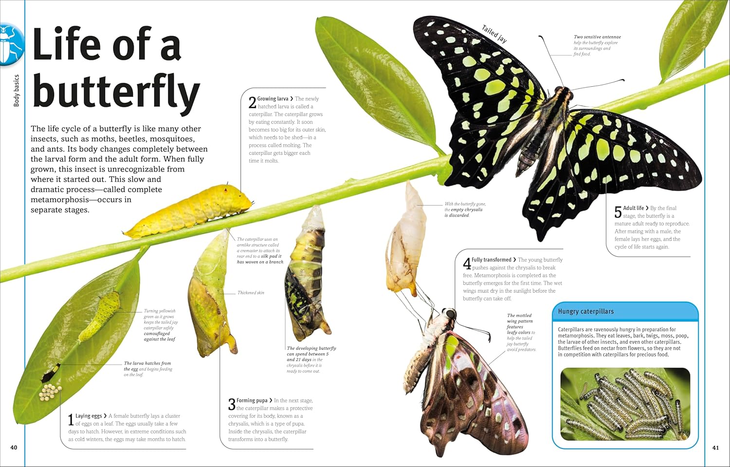 Bugs, Butterflies, Beetles and Bees (DK Our World in Pictures)      Hardcover – March 17, 2026