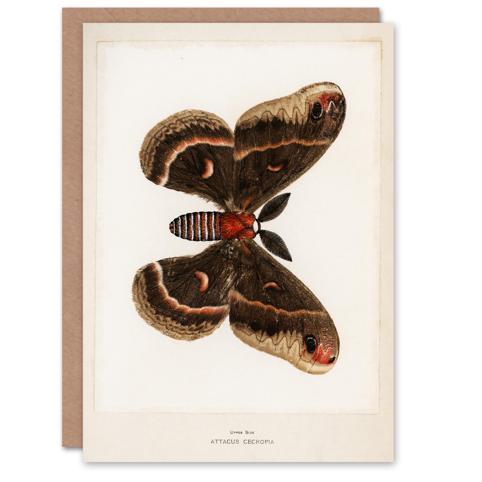 Artery8 Sherman Denton Art Card Cecropia Moth Vintage Illustration