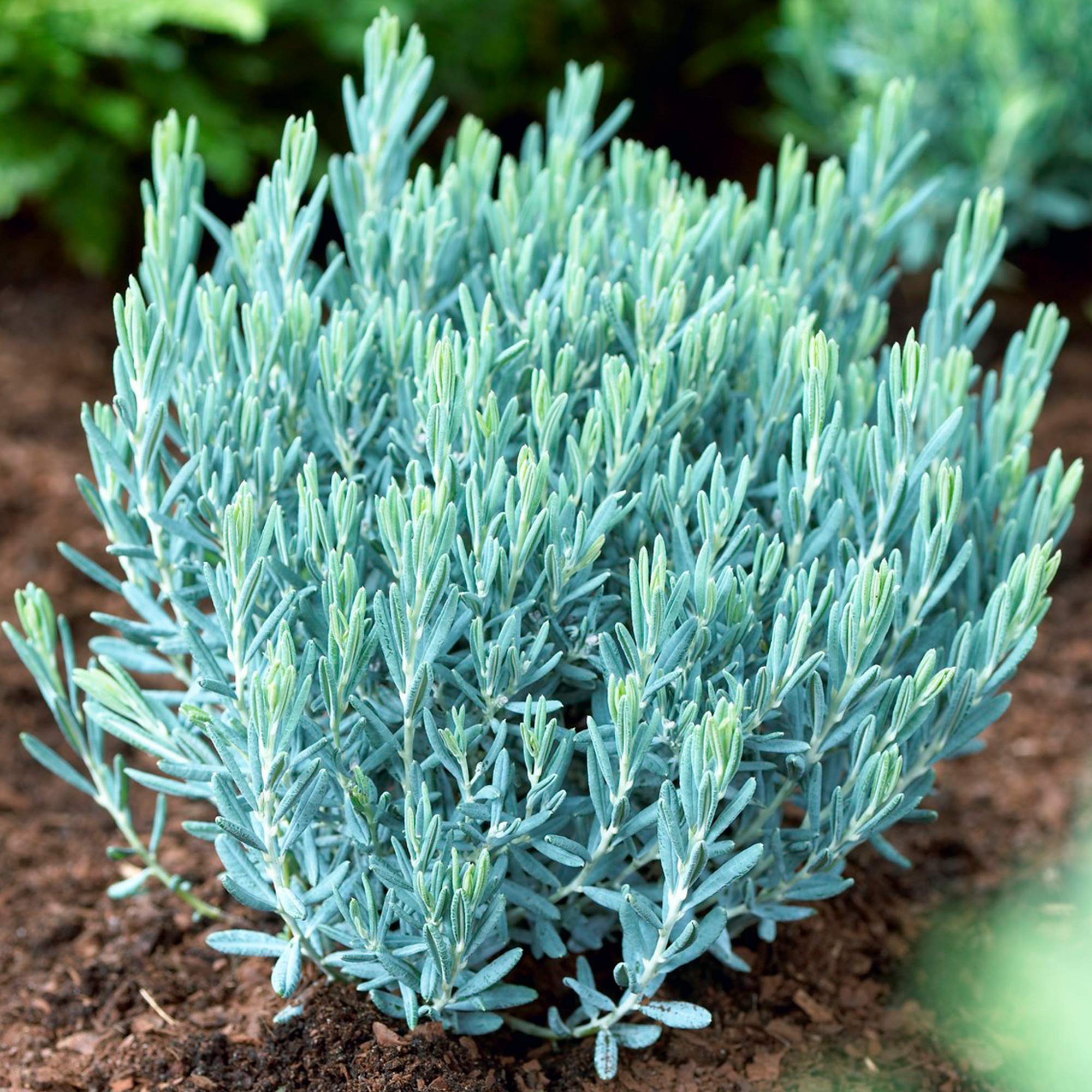 Buy Andromeda polifolia Blue Lagoon Bog Rosemary Evergreen Garden