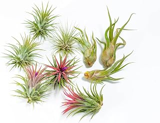 PACK Plantas de Aire