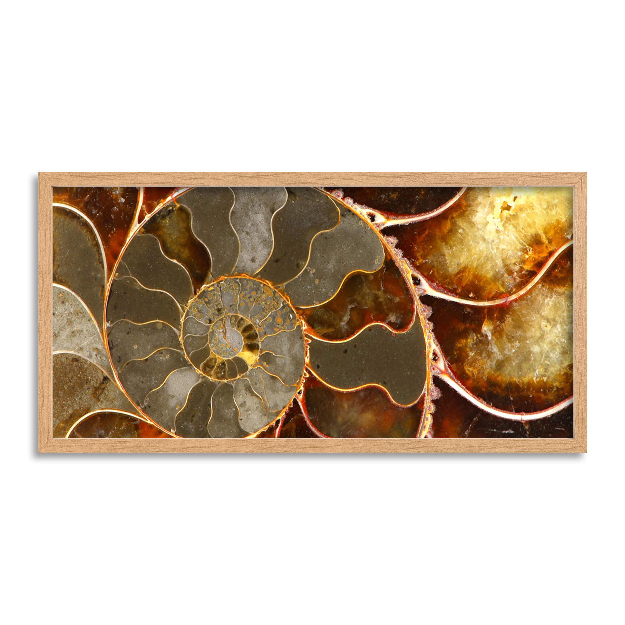 Wee Blue Coo Ammolite Shell Fossil Close Up Long Panel Framed Wall Art Print