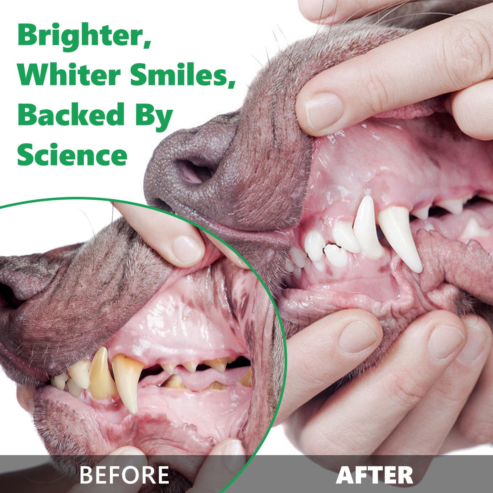 ALIVO Teeth Cleaning Powder for Dogs & Cats, Dental Powder for Pets Teeth Cleaning - Breath Freshener with Probiotics for Bad Breath, Plaque, Tartar - Dental Care Supplies for Small Dogs - 50g 3