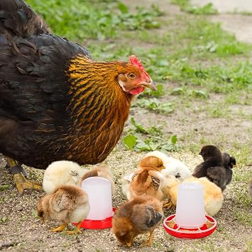 IMIKEYA 1 Set Quail Feeder Chick Feeder Quail Waterer Small Chick Feeder Poultry Chicken Water Jar Poultry Water Bucket Automatic Poultry Water Feeder Poultry Feeding Equipment Feeding Cup