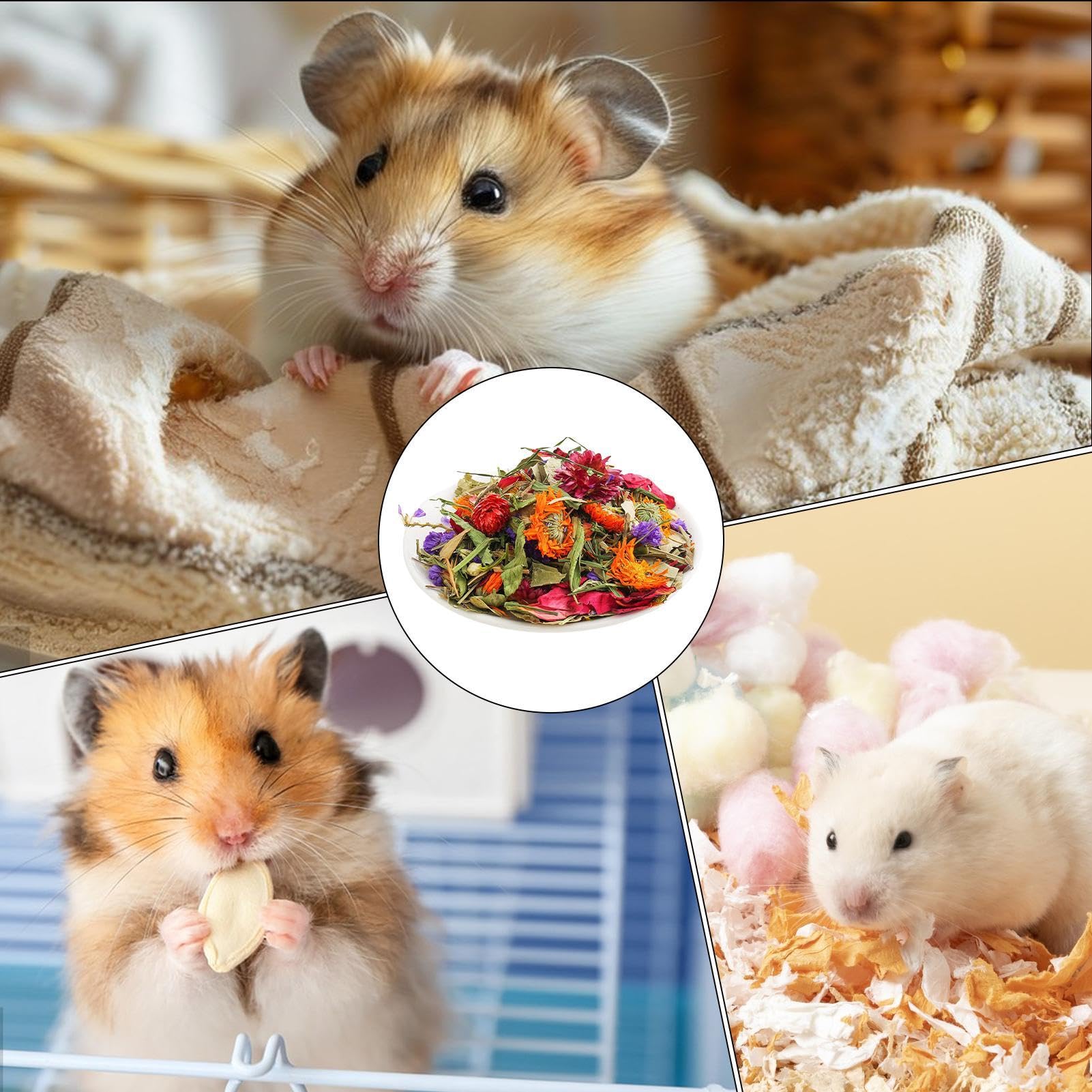 Pet Store Best Type Of Hamster For A Pet Hamster Types List Types - Main Image