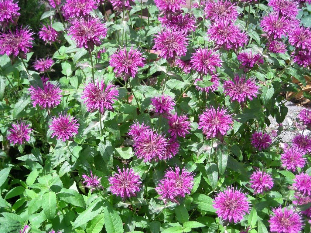 2000 BEE BALM LEMON MINT Monarda Citriodora HERB Flower Seeds