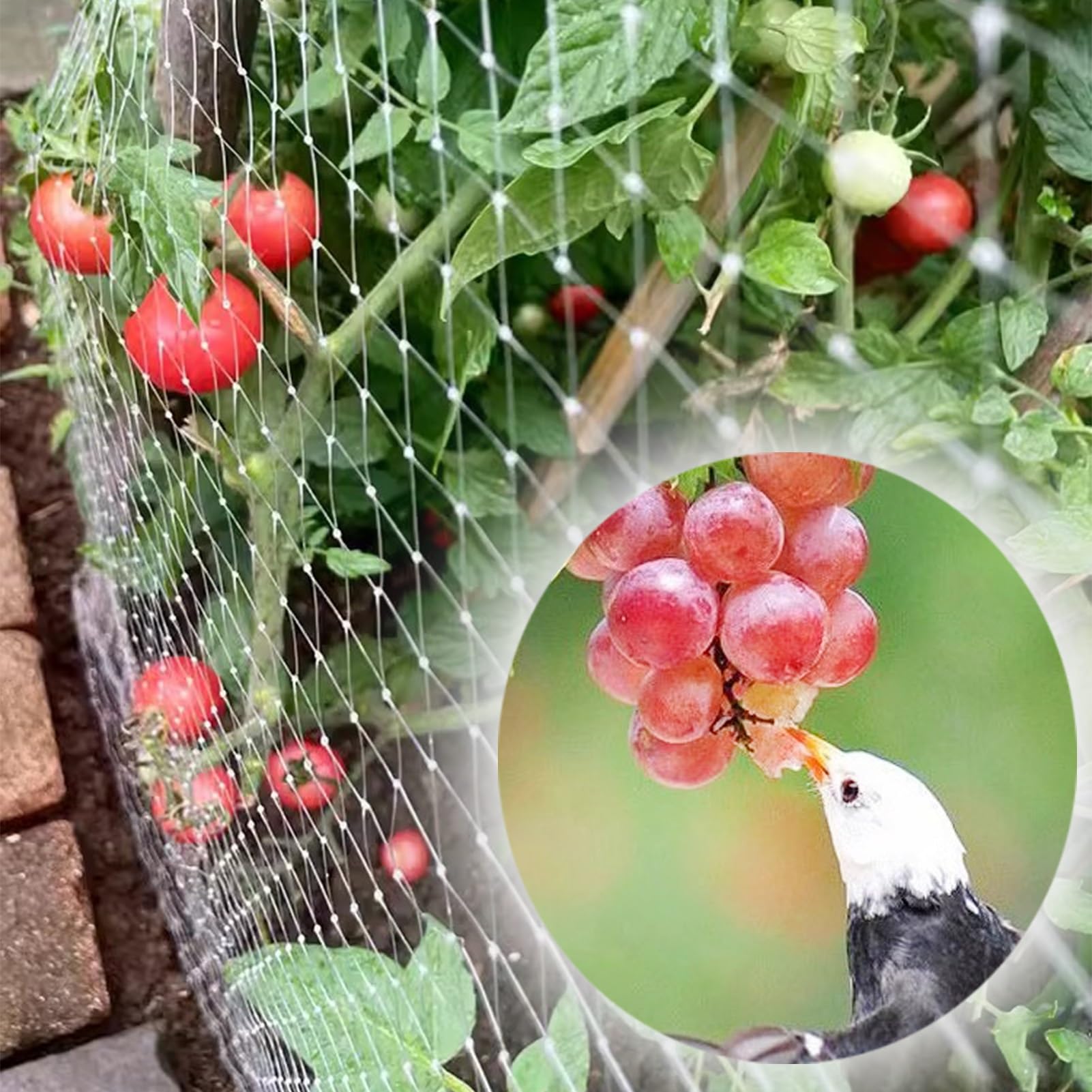 Esta Malla antipájaros de Alta Resistencia, de 2 a 40 m de Ancho, de Nailon, para jardín, Cerca para Aves de Corral y protección del jardín (25 m x 20 m).
