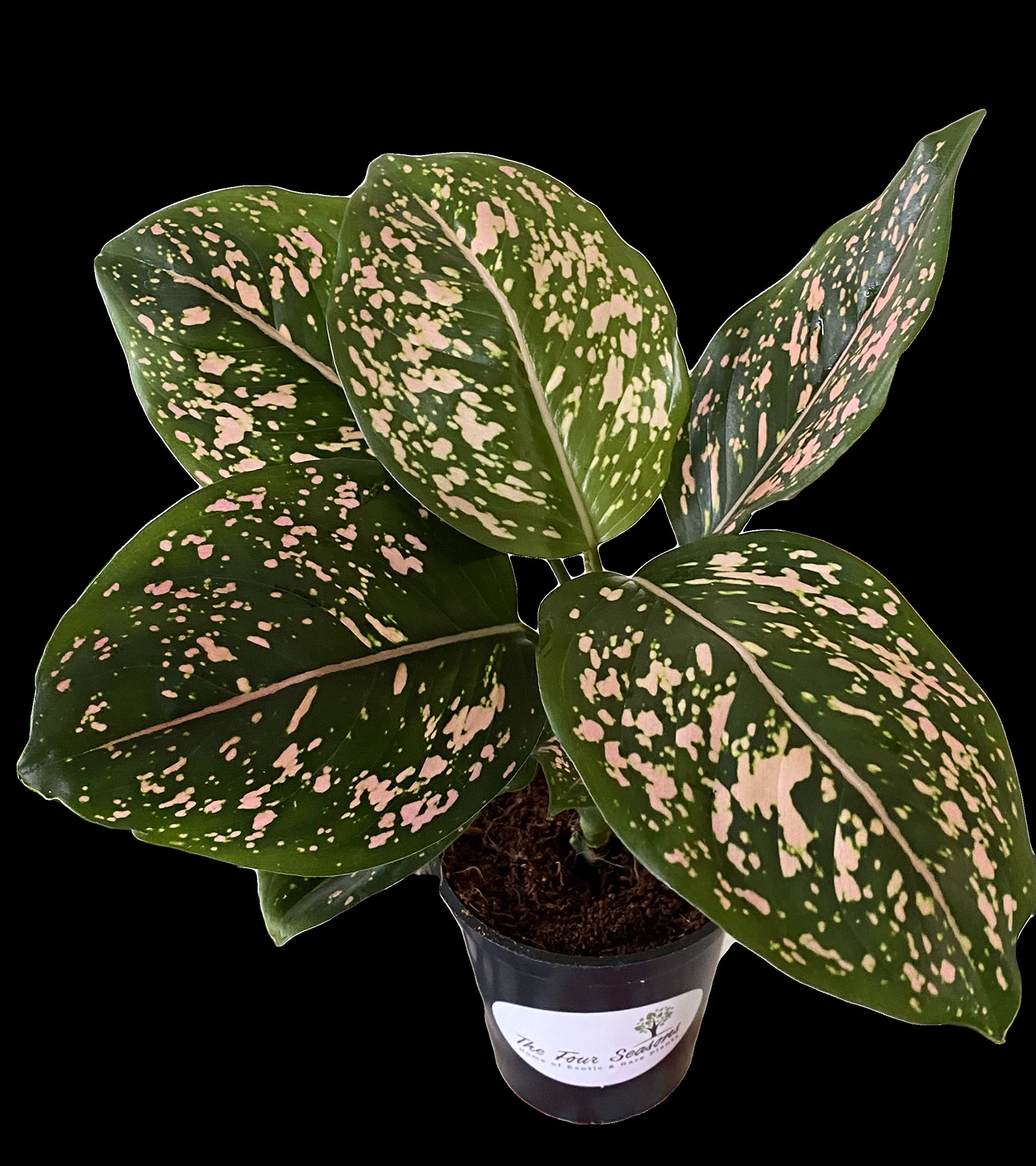 The Four Seasons Aglaonema Pink Dalmatian Rare Natural Live Plant in Pot (B0BHLGVK7M) Amazon Price History, Amazon Price Tracker