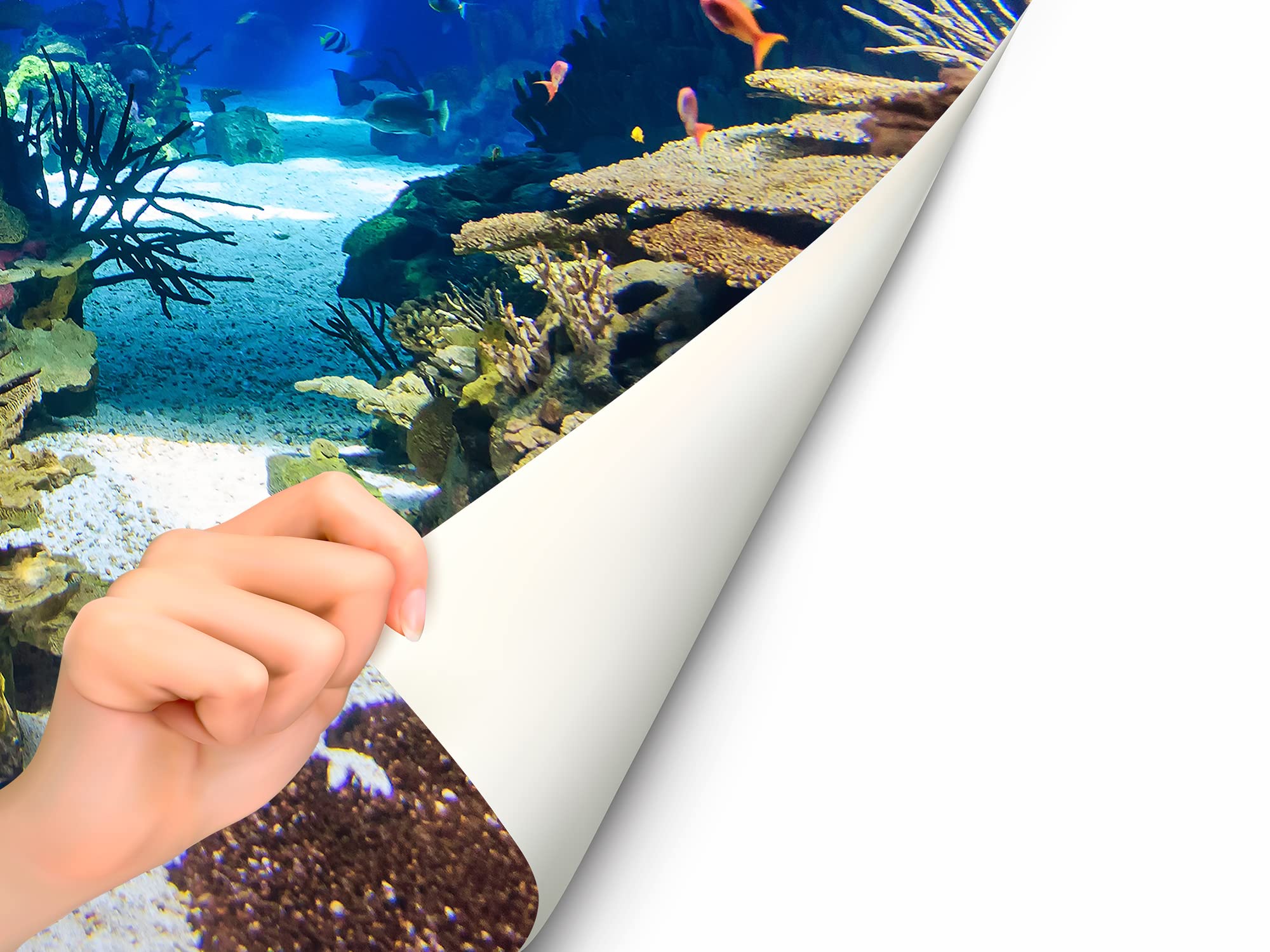 Fotomurale Vinile Marino 400x300 Cm - Adesivo Rimovibile Per Pareti, Decorazione Casa - Foto 10