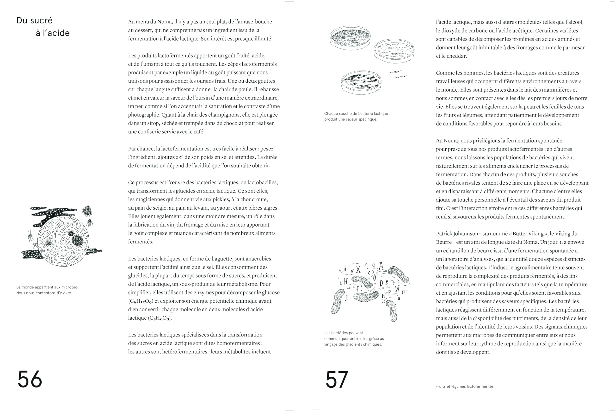Le guide de la fermentation du Noma