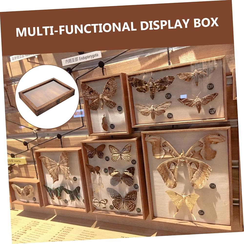昆虫標本 緑色と金色の光沢 収納ケース付き フジコン 標本コレクターズケース S 昆虫 標本用品 標本箱 11152