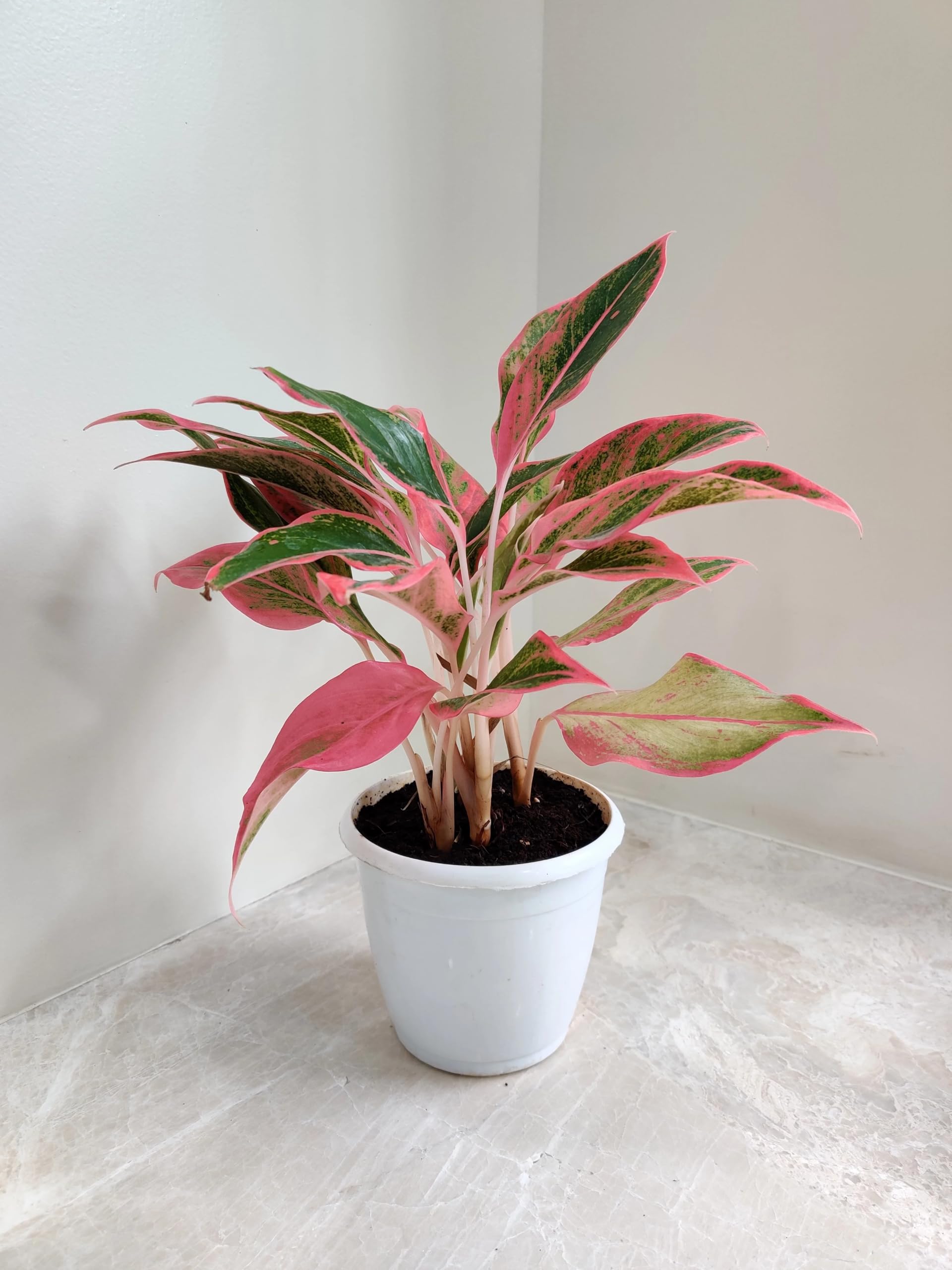 Aglaonema Lipstick | Stylish Indoor Decorative Plant | Pack of 1 Without Pot-image-28