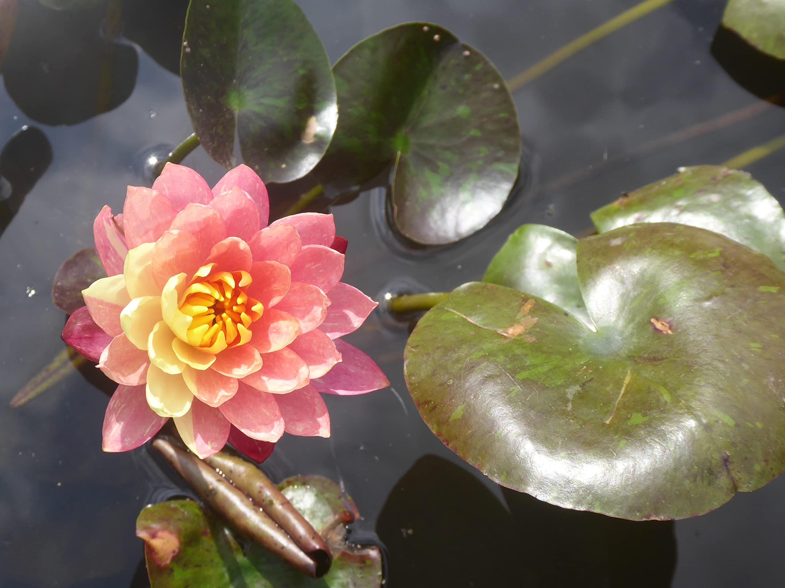 Seerose fertig im PFLANZKORB - Nymphaea 'Wanvisa' - Seerose des Jahres 2019 - Rarität!
