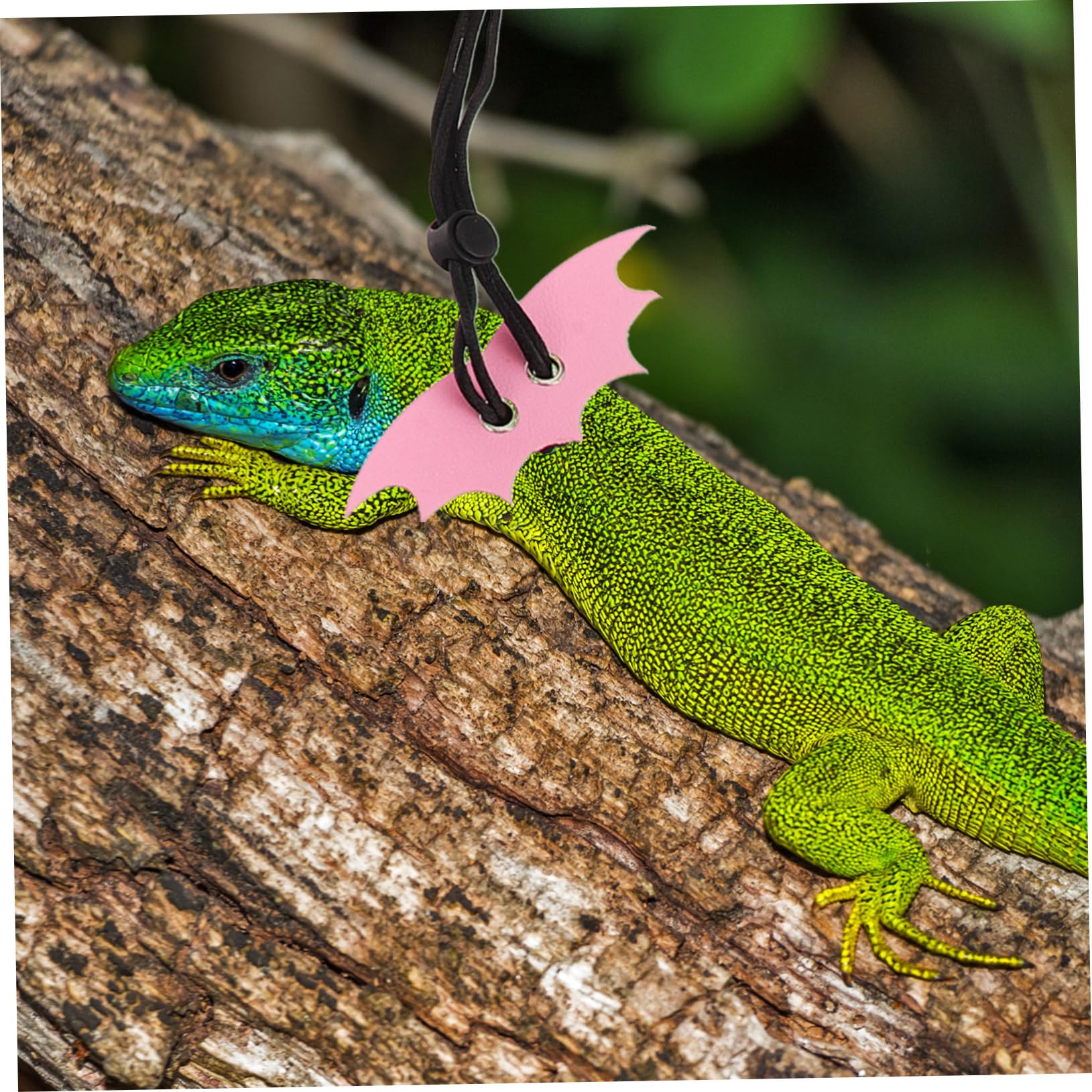 SUPVOX Outdoor Reptile Harness Leash Small Pet Harness Rope Easy to Use and Carry