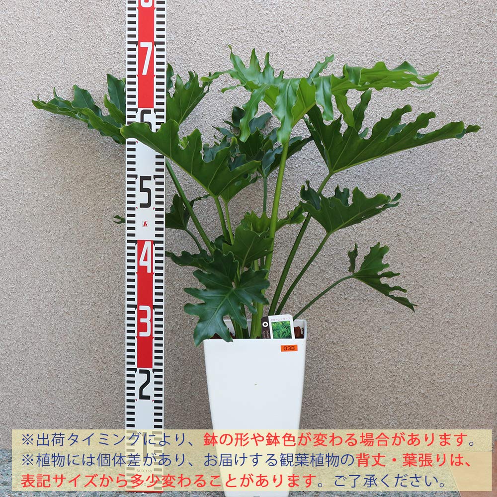 Amazon.co.jp: ITANSE フィロデンドロン・セローム・ホープ 7～8