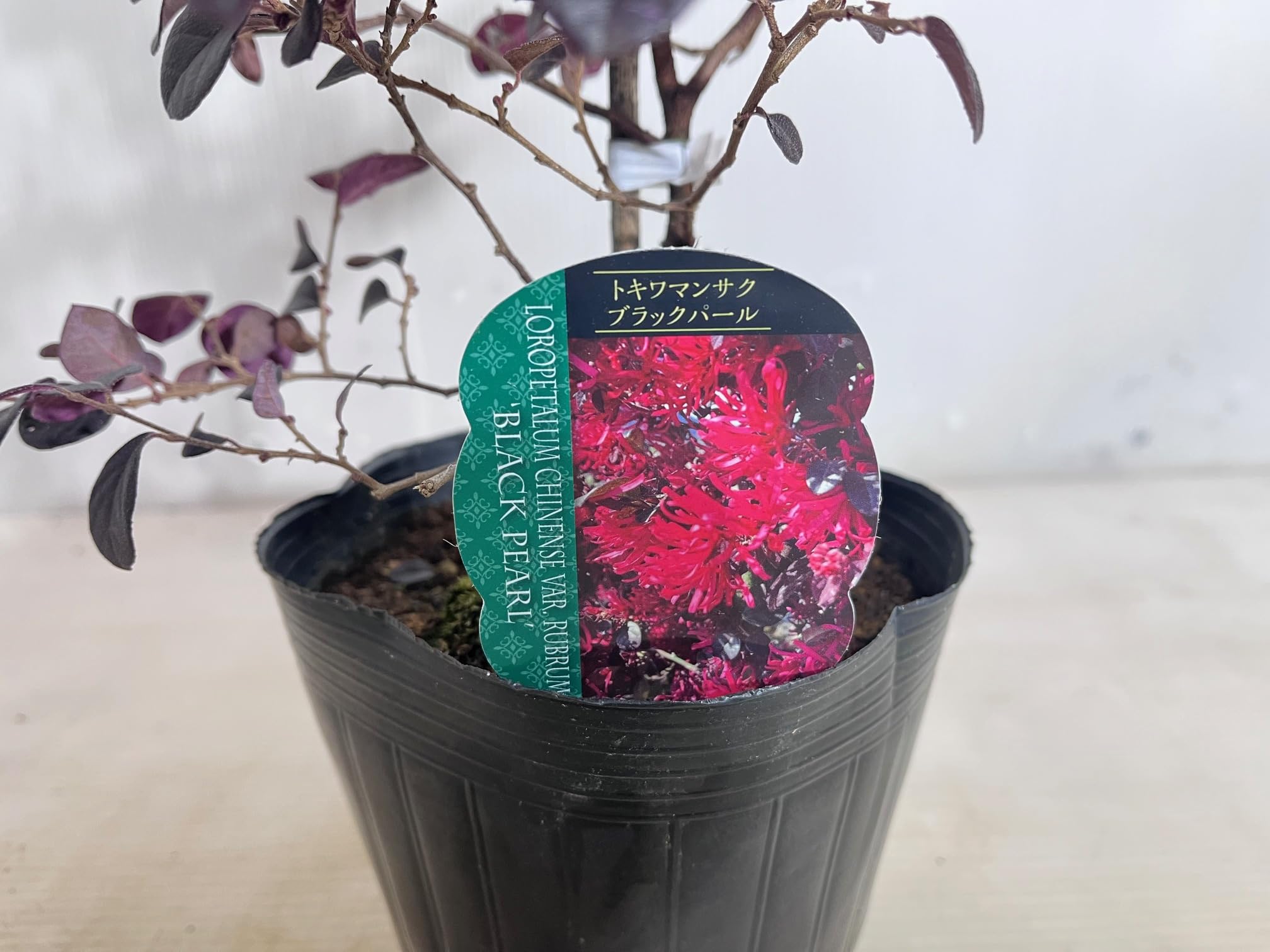 Amazon.co.jp: トキワマンサク ブラックパール 15cmポット 高さ0.35