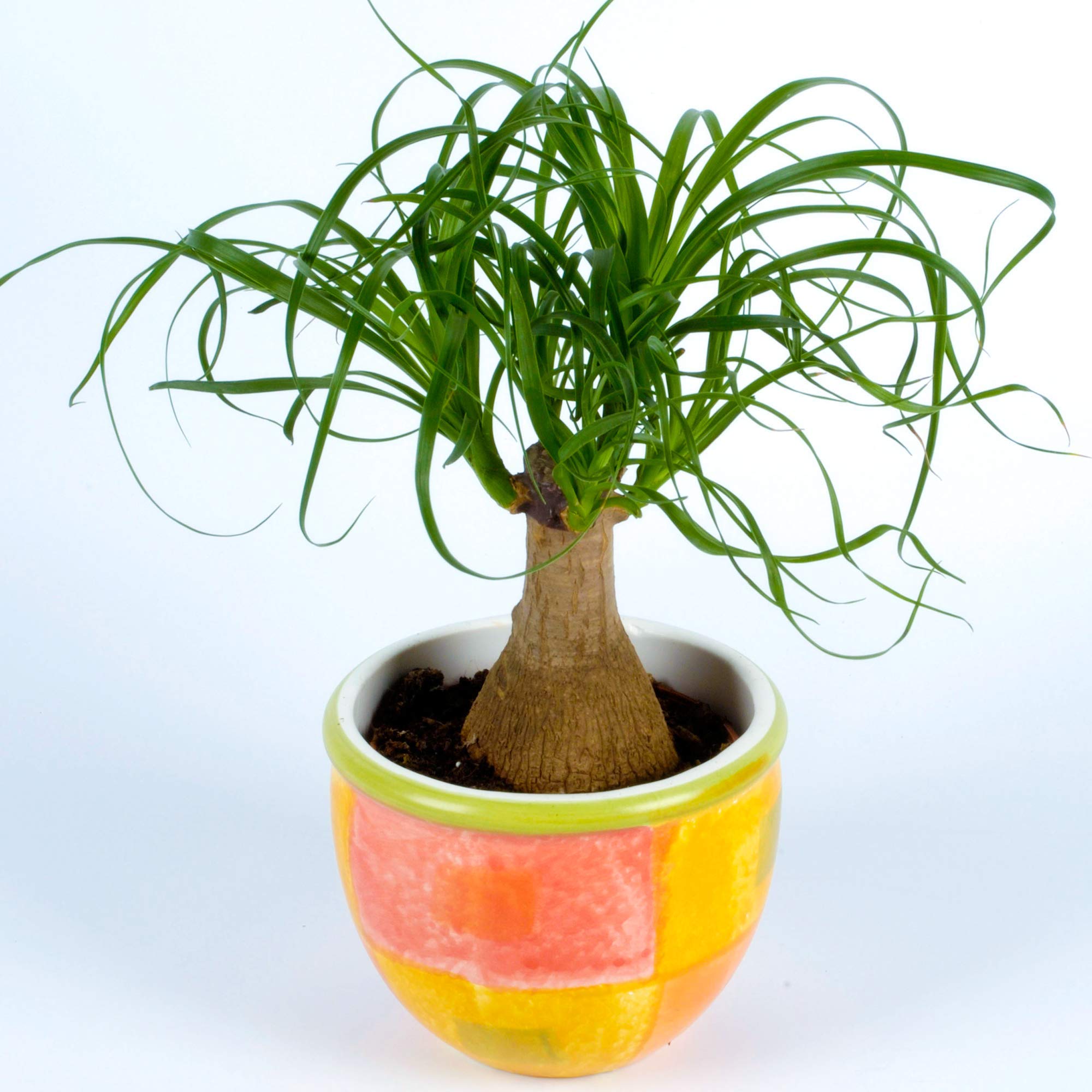 goldfruchtpalme bestellen Goldfruchtpalme | kaufen