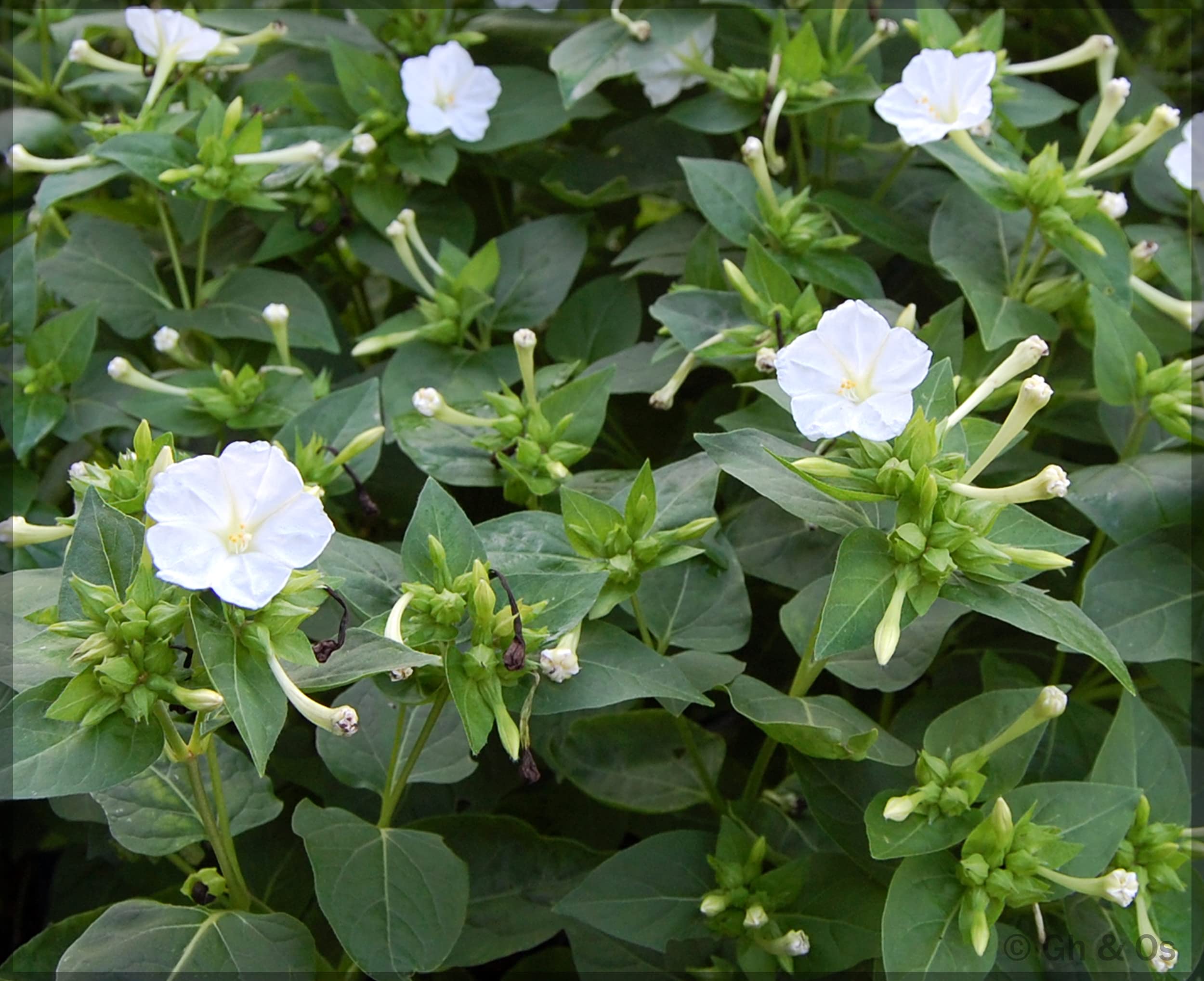 4O Clock / Four O Clock White (Mirabilis jalapa/Marvel of Peru) Flower Seeds (Pack of 10+ Seeds) - Our Seeds (B0B94N189Z) Amazon Price History, Amazon Price Tracker