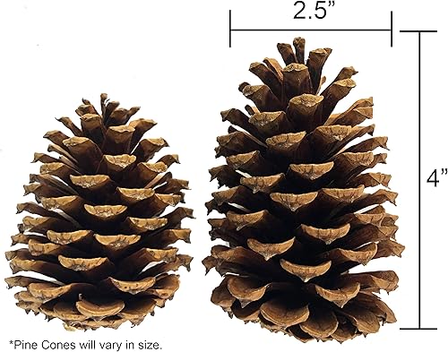 Miniatura 3 de 10 piñas de 3 a 4 pulgadas de alto, paquete a granel totalmente natural, libre de insectos y perfecto para manualidades para decoración del hogar,