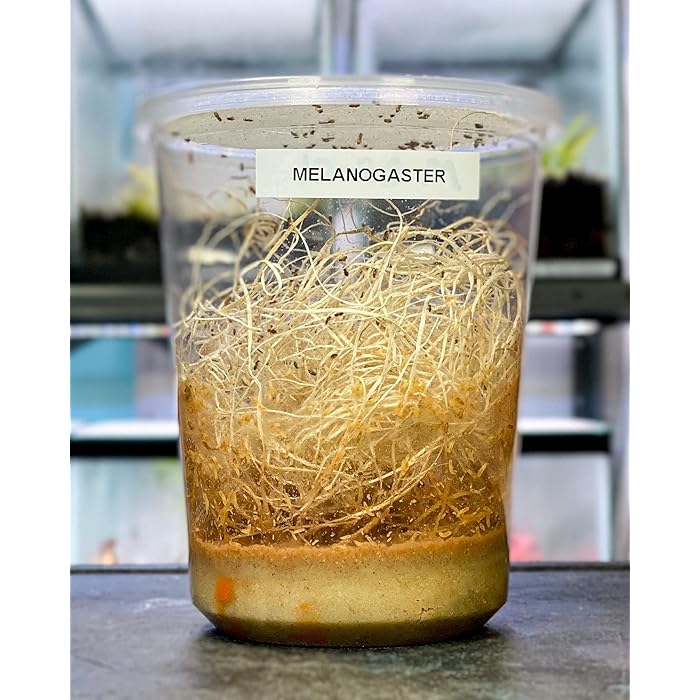 Buy Flightless Wingless Fruit Fly Culture (Drosophila Melanogaster